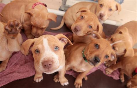 florida pitbull breeders|pit bull rescue adoptions.